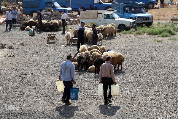 بازار خرید و فروش دام سبک و سنگین تبریز در آستانه عید سعید قربان