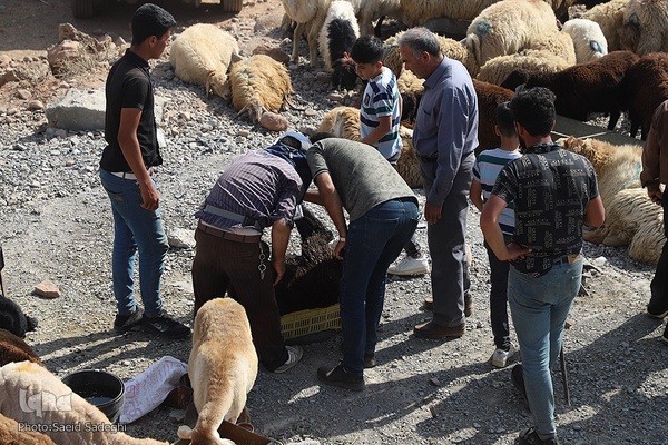 بازار خرید و فروش دام سبک و سنگین تبریز در آستانه عید سعید قربان