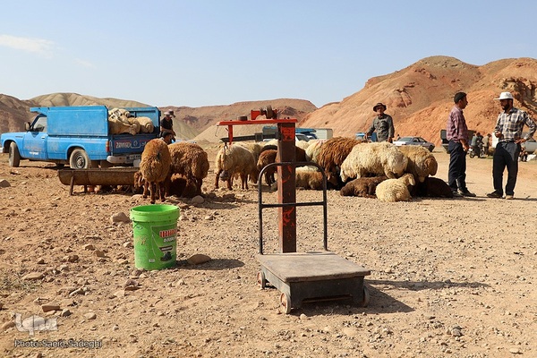 بازار خرید و فروش دام سبک و سنگین تبریز در آستانه عید سعید قربان