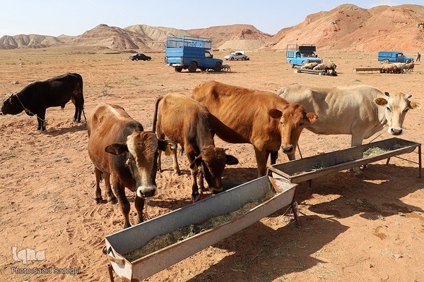 بازار خرید و فروش دام سبک و سنگین تبریز در آستانه عید سعید قربان