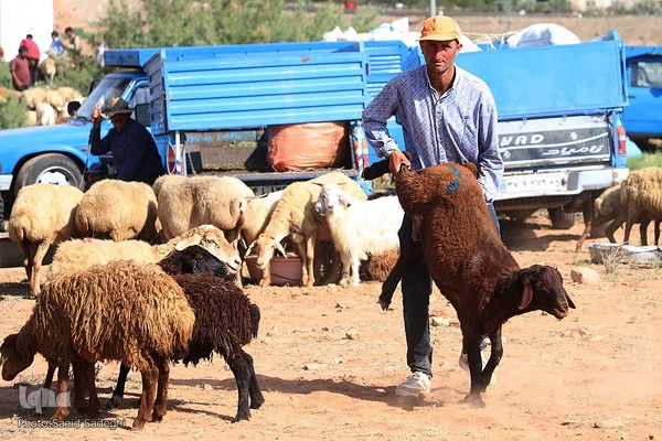 بازار خرید و فروش دام سبک و سنگین تبریز در آستانه عید سعید قربان