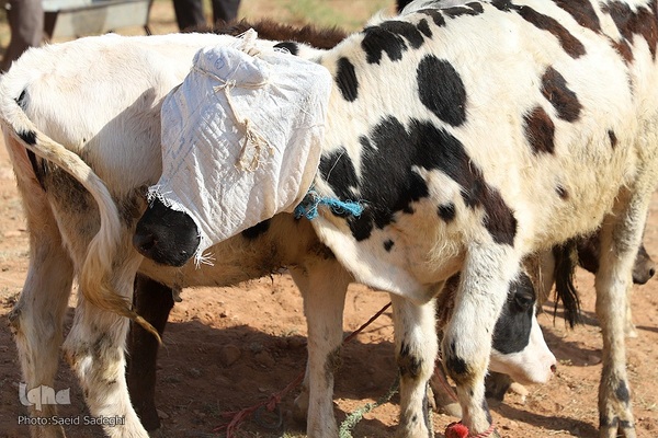 بازار خرید و فروش دام سبک و سنگین تبریز در آستانه عید سعید قربان