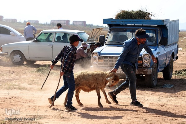 بازار خرید و فروش دام سبک و سنگین تبریز در آستانه عید سعید قربان