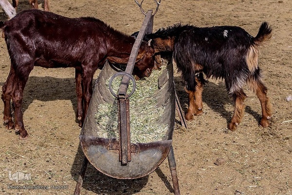 نذر قربانی برای نیازمندان در عید قربان