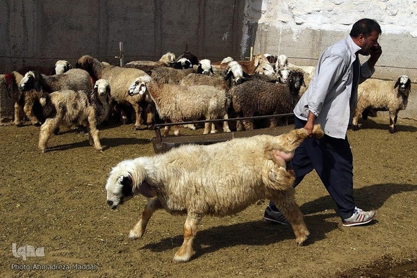 نذر قربانی برای نیازمندان در عید قربان