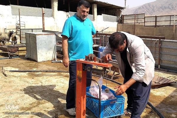 نذر قربانی برای نیازمندان در عید قربان