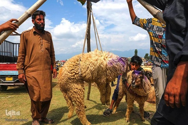 بازار قربانی عید قربان در کشورهای اسلامی