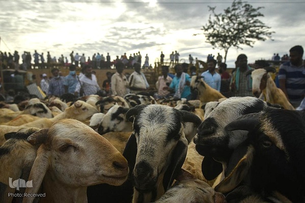 بازار قربانی عید قربان در کشورهای اسلامی