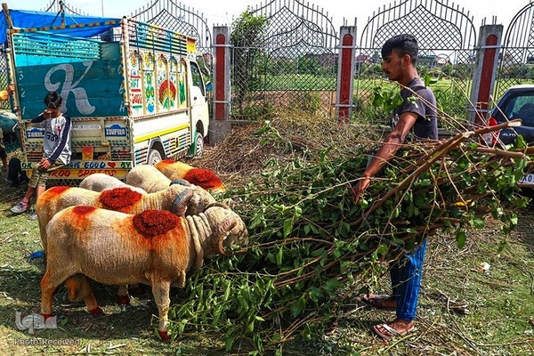 بازار قربانی عید قربان در کشورهای اسلامی