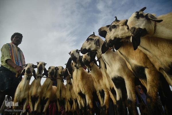 بازار قربانی عید قربان در کشورهای اسلامی