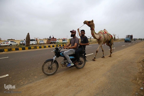 بازار قربانی عید قربان در کشورهای اسلامی