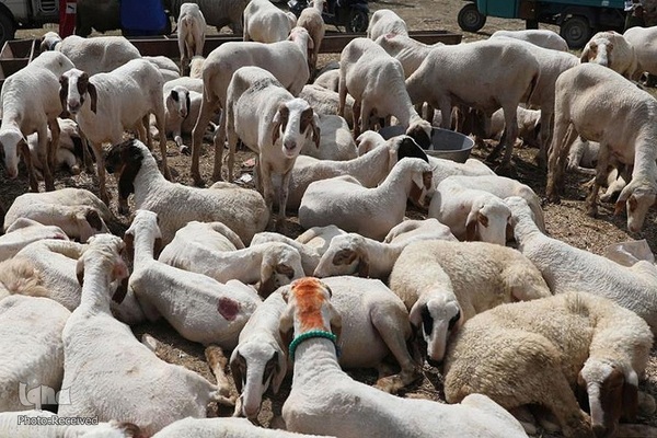 بازار قربانی عید قربان در کشورهای اسلامی