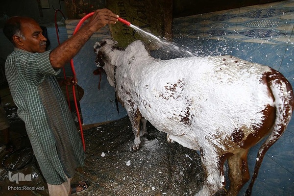 بازار قربانی عید قربان در کشورهای اسلامی