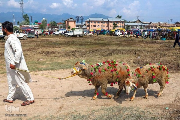 بازار قربانی عید قربان در کشورهای اسلامی