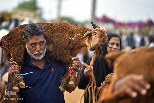 بازار قربانی عید قربان در کشورهای اسلامی