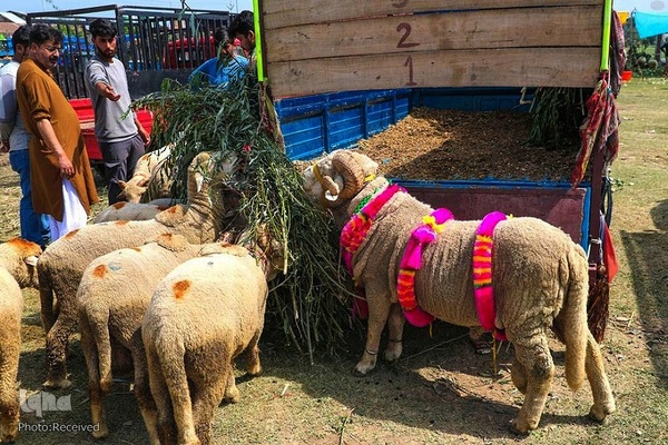 بازار قربانی عید قربان در کشورهای اسلامی