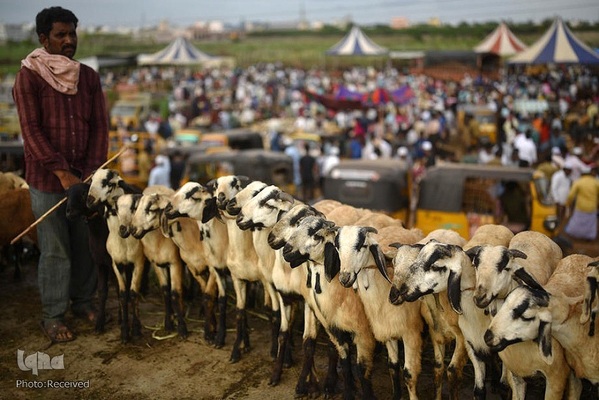 بازار قربانی عید قربان در کشورهای اسلامی