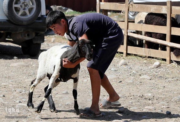 بازار قربانی عید قربان در کشورهای اسلامی
