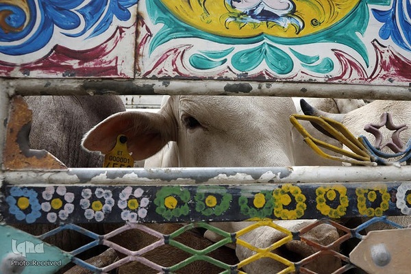 بازار قربانی عید قربان در کشورهای اسلامی