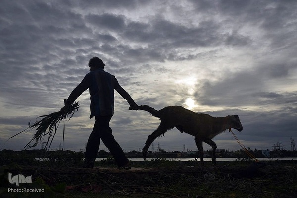 بازار قربانی عید قربان در کشورهای اسلامی