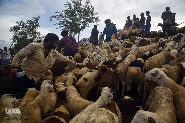 بازار قربانی عید قربان در کشورهای اسلامی