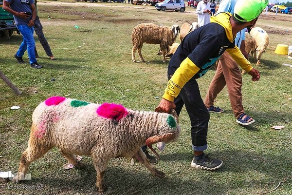 بازار قربانی عید قربان در کشورهای اسلامی