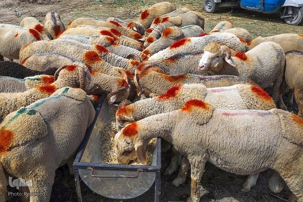 بازار قربانی عید قربان در کشورهای اسلامی