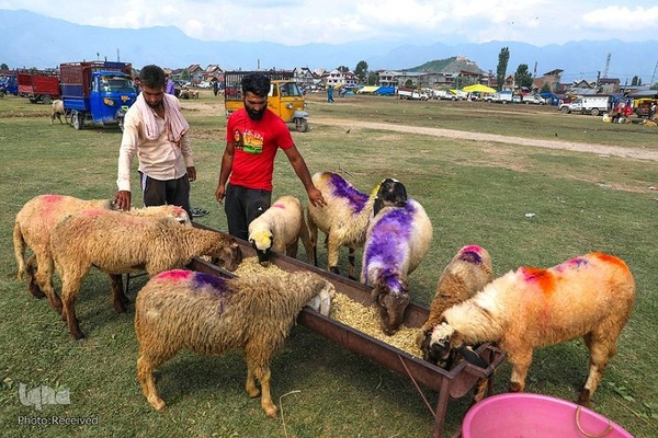 بازار قربانی عید قربان در کشورهای اسلامی
