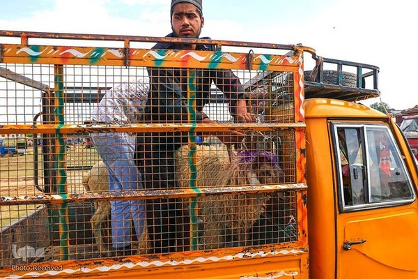 بازار قربانی عید قربان در کشورهای اسلامی