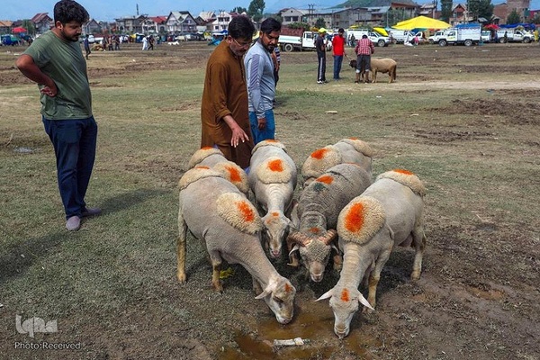 بازار قربانی عید قربان در کشورهای اسلامی