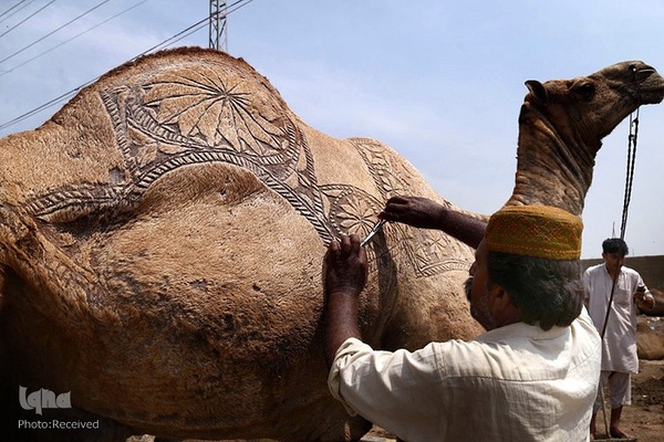 بازار قربانی عید قربان در کشورهای اسلامی