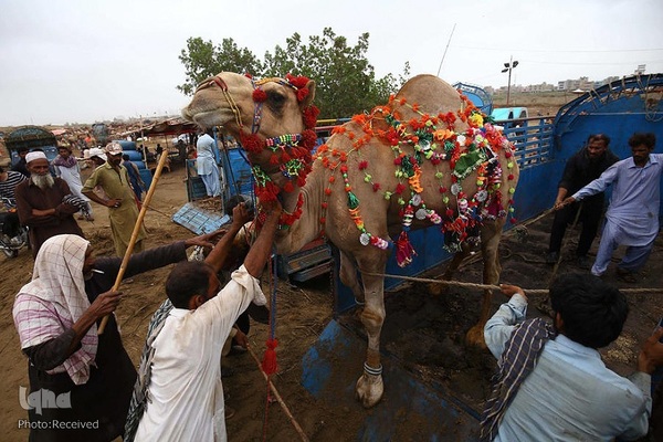 بازار قربانی عید قربان در کشورهای اسلامی
