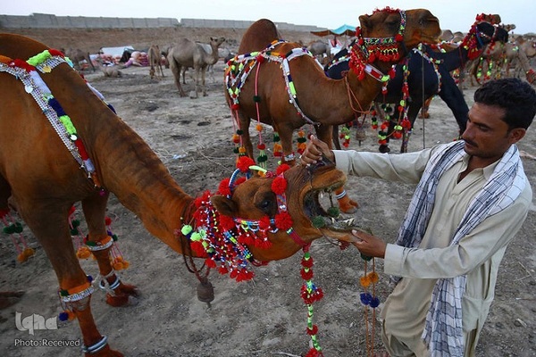 بازار قربانی عید قربان در کشورهای اسلامی
