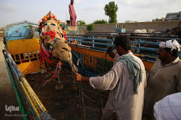 بازار قربانی عید قربان در کشورهای اسلامی