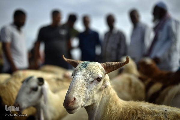 بازار قربانی عید قربان در کشورهای اسلامی