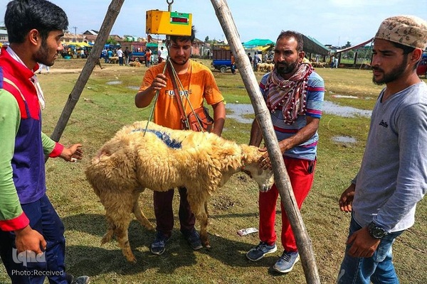 بازار قربانی عید قربان در کشورهای اسلامی