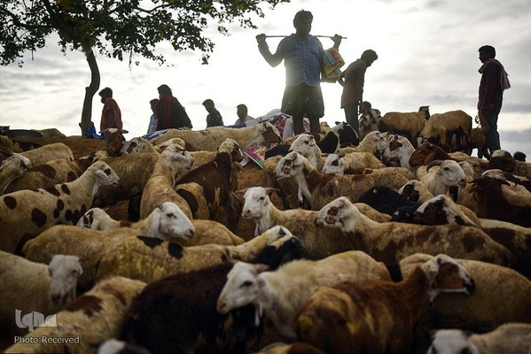 بازار قربانی عید قربان در کشورهای اسلامی