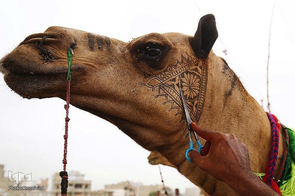 بازار قربانی عید قربان در کشورهای اسلامی