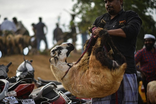 بازار قربانی عید قربان در کشورهای اسلامی