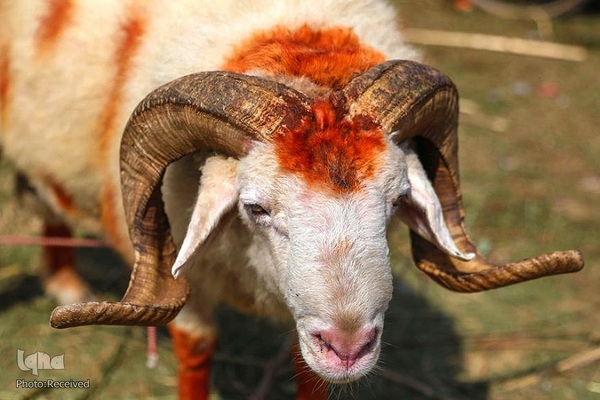 بازار قربانی عید قربان در کشورهای اسلامی