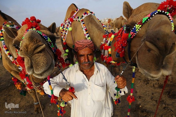 بازار قربانی عید قربان در کشورهای اسلامی