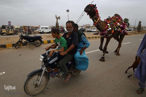 بازار قربانی عید قربان در کشورهای اسلامی