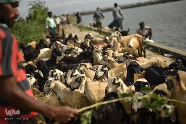 بازار قربانی عید قربان در کشورهای اسلامی