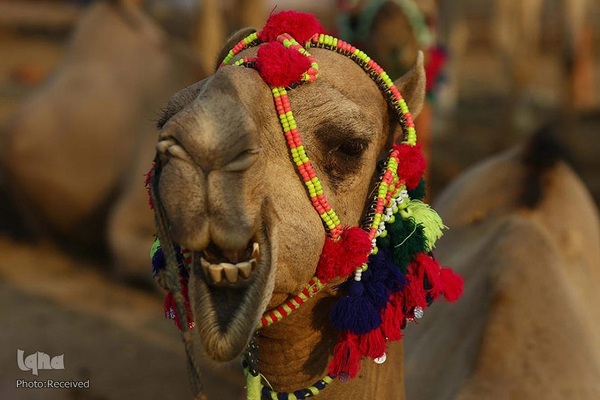 بازار قربانی عید قربان در کشورهای اسلامی