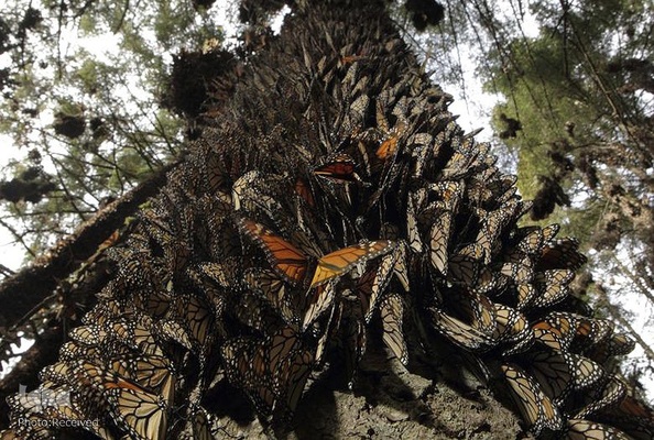 پروانه مونارک (شاه‌پروانه)