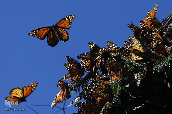 پروانه مونارک (شاه‌پروانه)