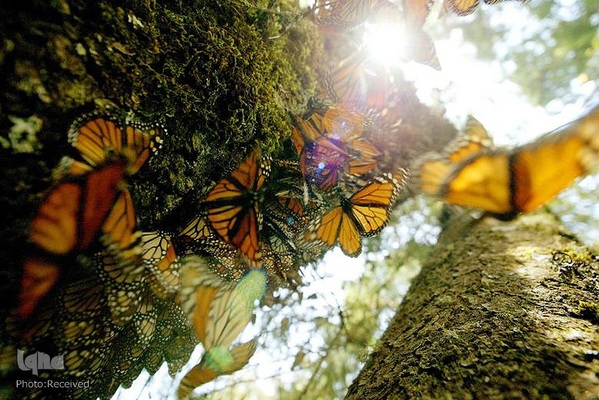 پروانه مونارک (شاه‌پروانه)