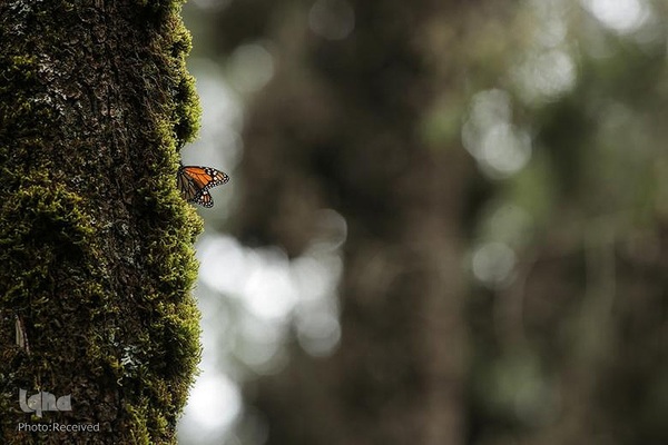 پروانه مونارک (شاه‌پروانه)