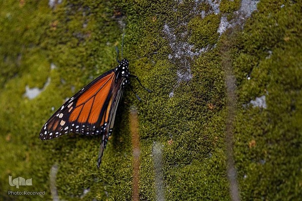 پروانه مونارک (شاه‌پروانه)