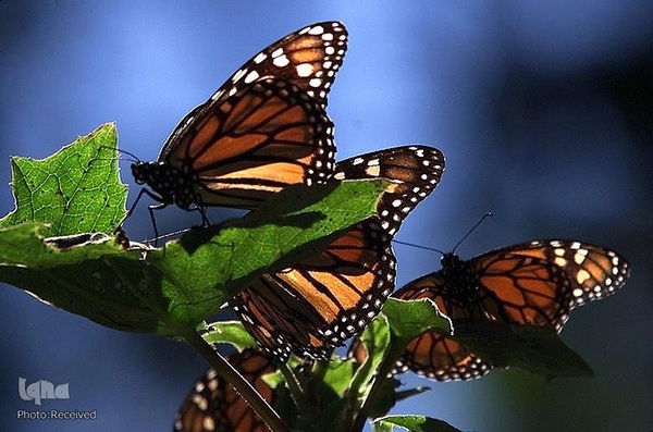 پروانه مونارک (شاه‌پروانه)